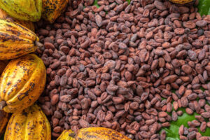 Cocoa Bean