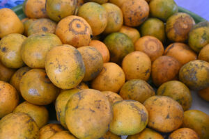Bush Mangoes/ Ogbono