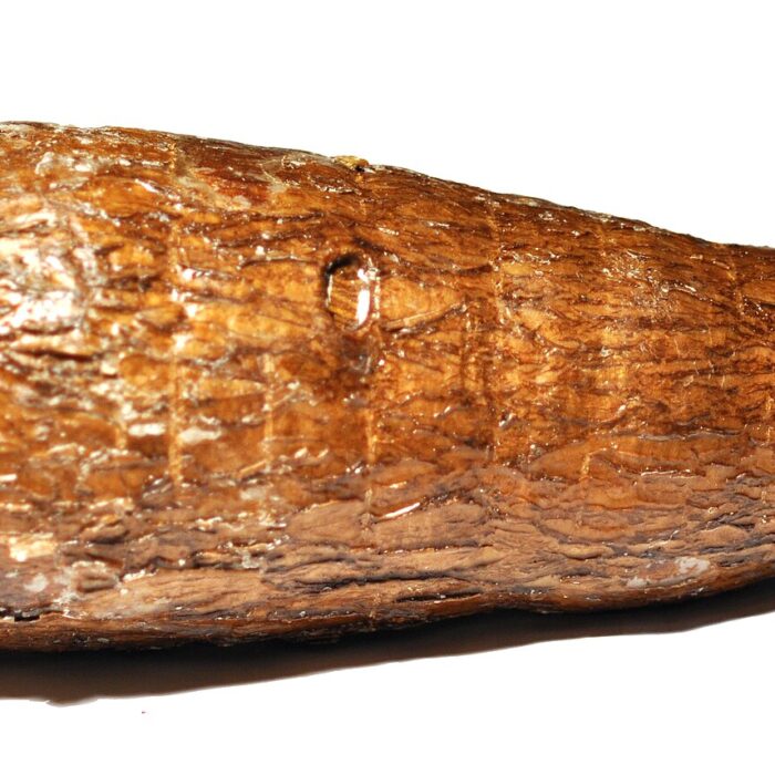 cassava cassava