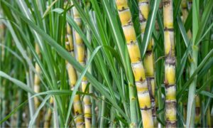 Sugarcane